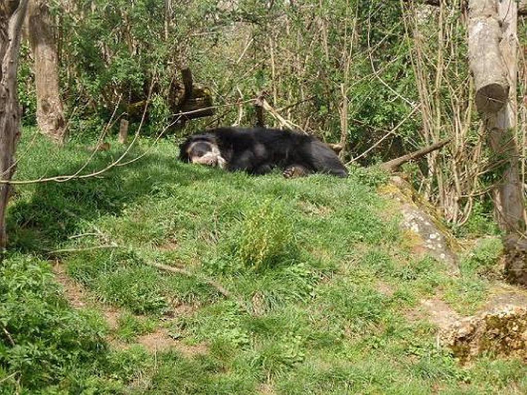 149 BIO PARC DE DOUE LA FONTAINE 7- 2016_000046.jpg